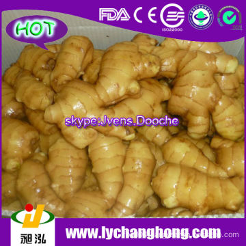 High Quality Fresh Ginger For UK,CANADA,USA and EU Market